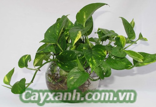 cay-trau-ba-1-454x400 Kỹ thuật trồng Cây Trầu Bà trong phòng khách