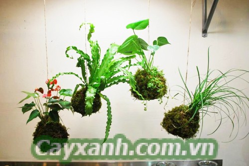 cay-ban-cong-1-1-533x400 6 bước trồng cây ban công theo phong cách Nhật