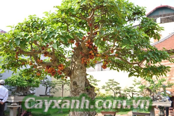 cay-bong-mat-1-534x400 Trọn bộ kỹ thuật trồng cây bóng mát đơn giản