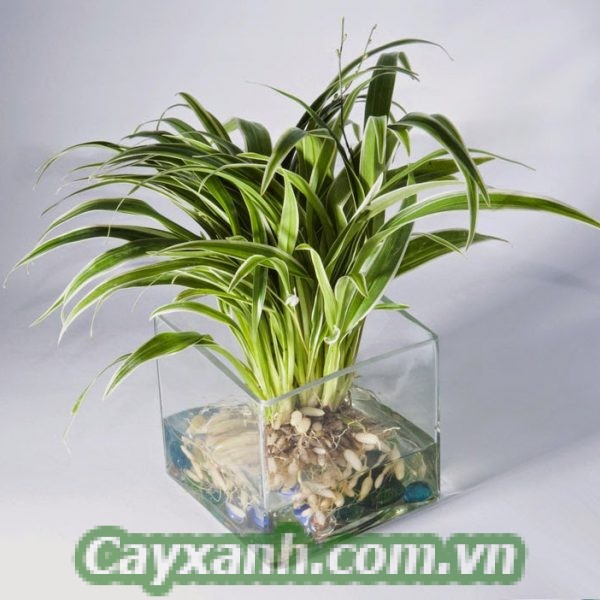 cay-canh-de-ban-1-518x400 Danh sách cây cảnh để bàn dễ thương dễ trồng