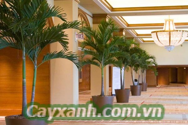 cay-canh-phong-thuy-2-597x400 Cây cảnh phong thủy lý tưởng cho khách sạn