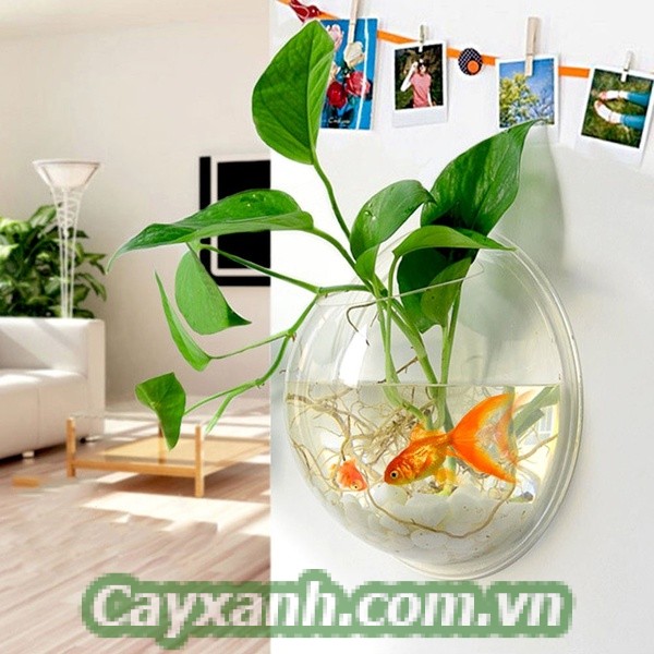 cay-canh-thuy-canh-1-1 Bí quyết trồng cây cảnh thủy canh đơn giản