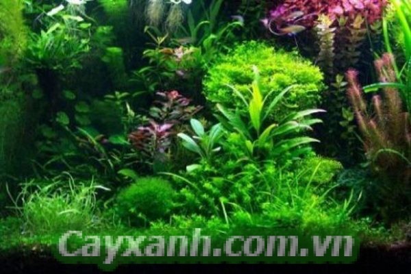 cay-canh-thuy-canh-1-2 Hướng dẫn trồng cây thủy canh cho bể cá cảnh