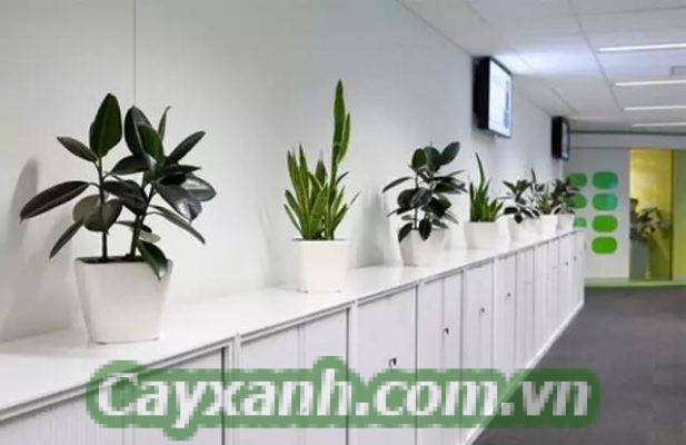 cay-canh-van-phong-1-1-617x400 Công ty cho thuê cây cảnh văn phòng uy tín Hà Nội