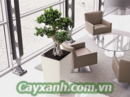cay-canh-van-phong-1-536x400 Địa chỉ bán cây cảnh văn phòng uy tín tại Hà Nội