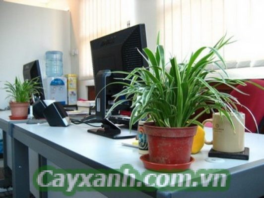 cay-canh-van-phong-1-1-617x400 Công ty cho thuê cây cảnh văn phòng uy tín Hà Nội