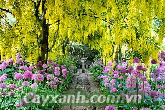cay-cong-trinh-1-533x400 Top cây công trình có hoa đẹp mắt