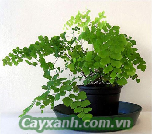 cay-phong-thuy-1-3 Tổng hợp cây phong thuỷ dễ trồng trong nhà