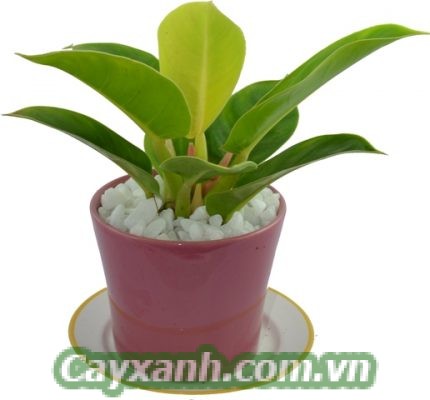 cay-giang-huong-4-300x300 Products