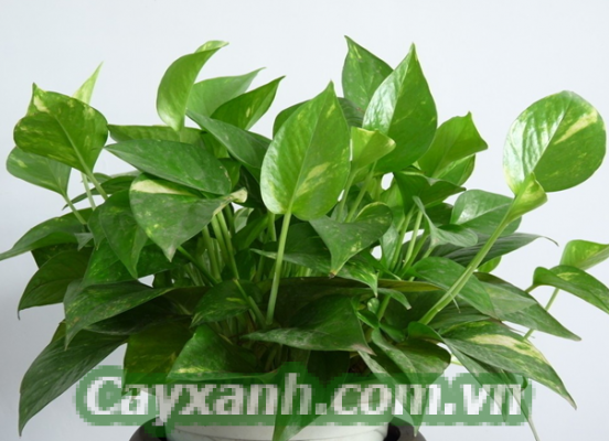 cay-xanh-phong-thuy-1-3 Công ty cây xanh phong thủy Hà Nội chất lượng