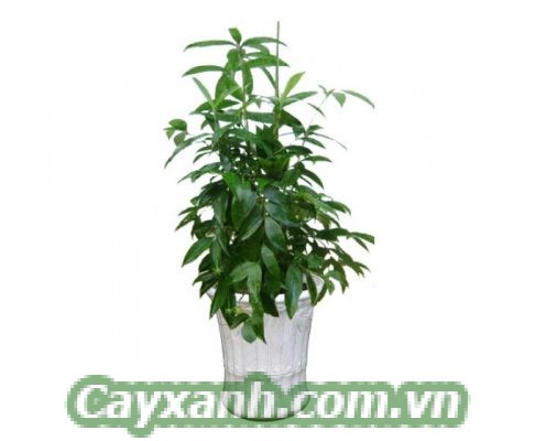 cay-xanh-phong-thuy-1-1-533x400 Kiến thức chọn mua cây xanh phong thuỷ