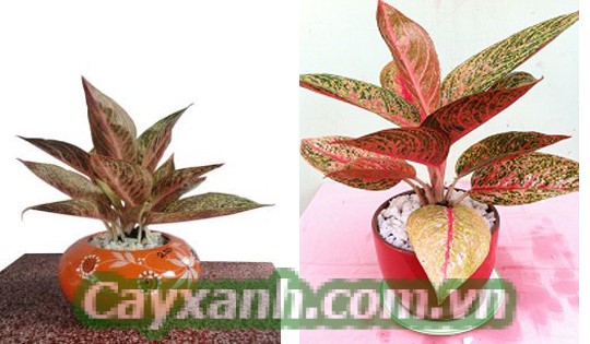 hoa-de-ban-1-1-555x400 Địa chỉ bán hoa để bàn đẹp tại Hà Nội