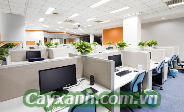 cay-canh-van-phong-1-617x400 Trang trí cây cảnh văn phòng đúng phong thủy