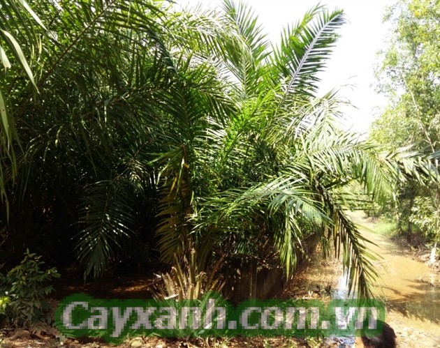 cay-co-dau-1-601x400 Cây Cọ Dầu - Vừa là cây công nghiệp vừa là cây bóng mát