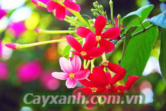 cay-hoa-leo-1 Bảng xếp hạng cây hoa leo đẹp mà dễ trồng