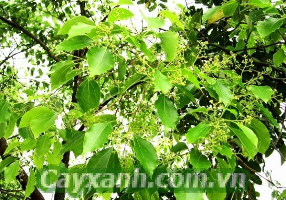 cay-long-nao-1-573x400 Cây Long Não - Loài thực vật quý hiếm