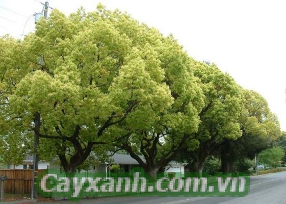 cay-long-nao-1-573x400 Cây Long Não - Loài thực vật quý hiếm