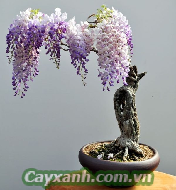 cay-trong-nha-1 Kỹ thuật tạo dáng bonsai cho cây trong nhà