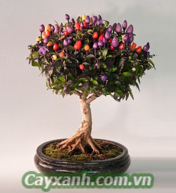 cay-trong-nha-1 Kỹ thuật tạo dáng bonsai cho cây trong nhà