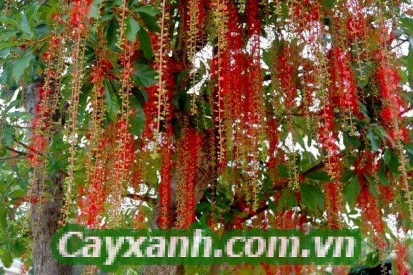 cay-bong-mat-1 4 cây bóng mát lý tưởng để tạo quang cảnh sân vườn