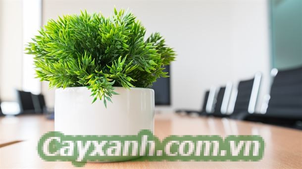 cay-canh-van-phong-1-1-509x400 Kinh nghiệm chăm sóc cây cảnh văn phòng luôn xanh tươi