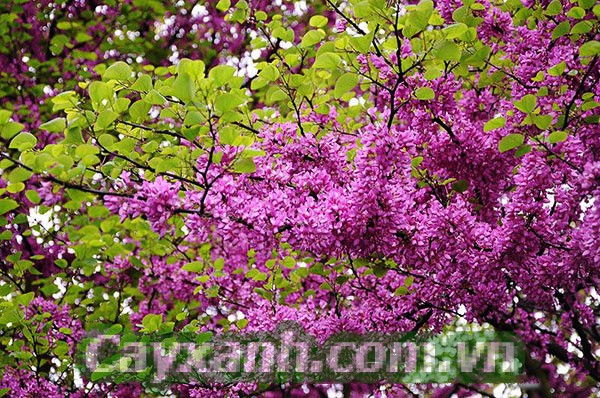 cay-hanh-phuc-1 Hướng dẫn chăm sóc cây hạnh phúc từ A - Z