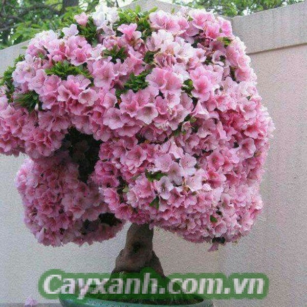 cay-hanh-phuc-1-1-601x400 Đặc điểm và ứng dụng nổi bật của cây hạnh phúc
