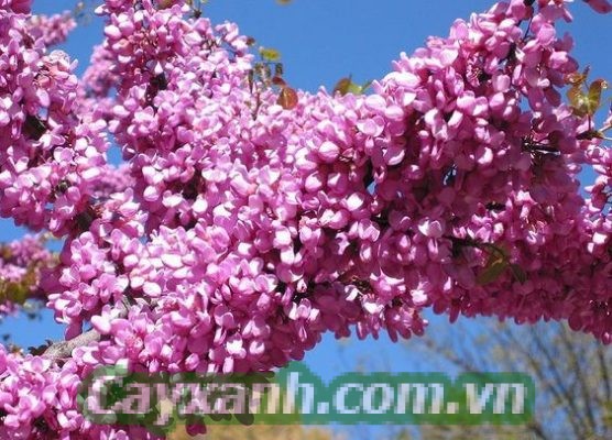 cay-hanh-phuc-1 Hướng dẫn chăm sóc cây hạnh phúc từ A - Z