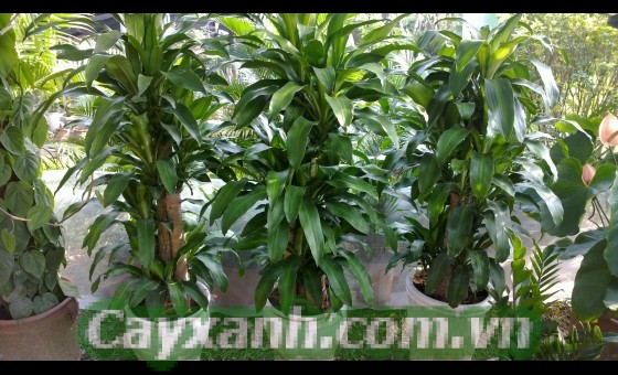 cay-phat-tai-1 Vị trí để cây phát tài trong nhà sinh tài lộc