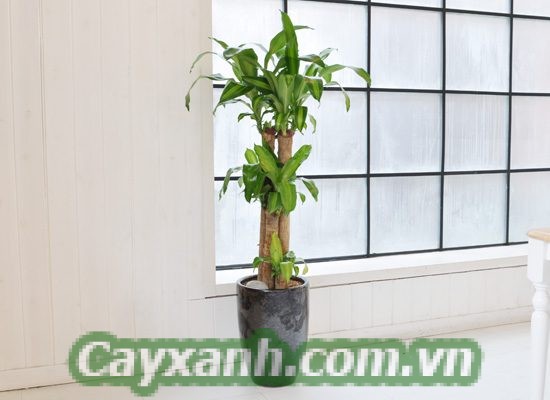 cay-thiet-moc-lan-1-628x400 Bạn có biết ý nghĩa của cây thiết mộc lan?
