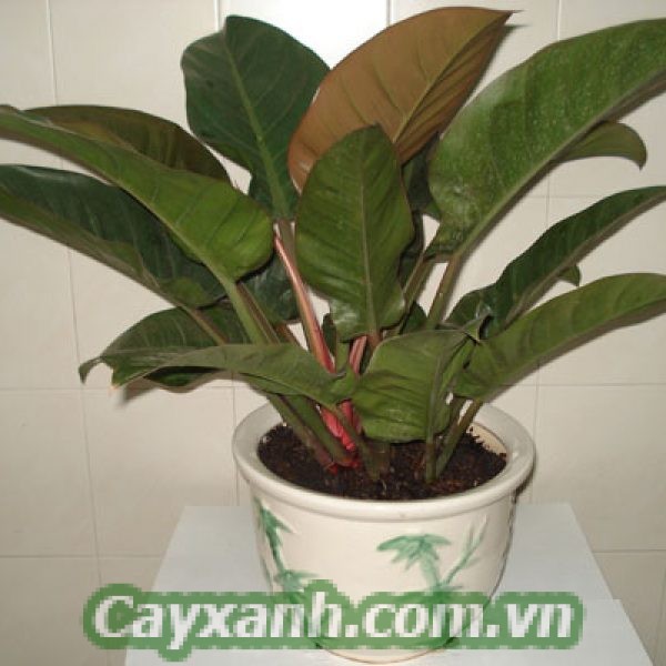 cay-trau-ba-de-vuong-1-533x400 Hướng dẫn chăm sóc cây trầu bà đế vương trồng trong nhà