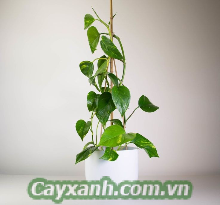 cay-van-nien-thanh-leo-cot-3-4 Chăm sóc cây vạn niên thanh leo cột khoa học