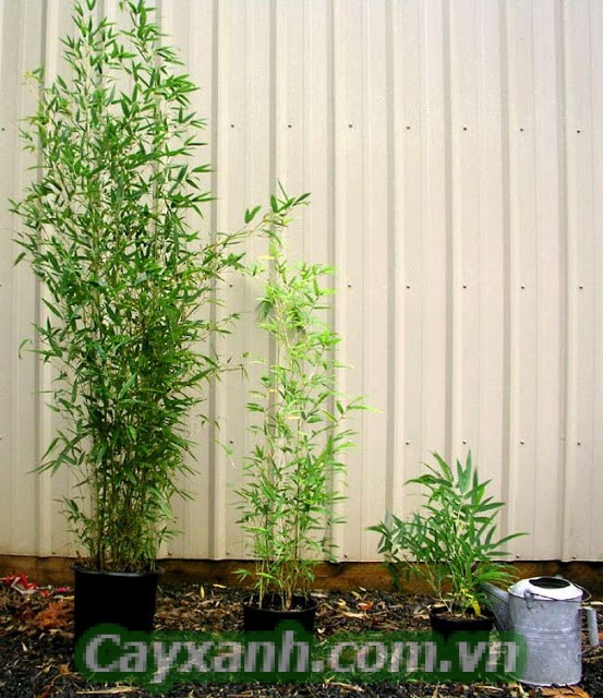 cay-xanh-phong-thuy-2 Nhóm cây xanh phong thủy nên trồng trước nhà?