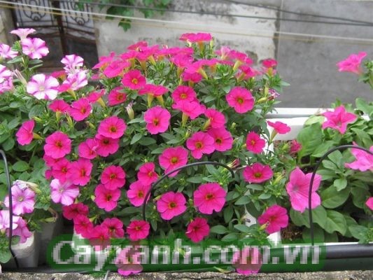 hoa-da-yen-thao-1-533x400 Phương pháp trồng hoa dạ yến thảo ra nhiều hoa