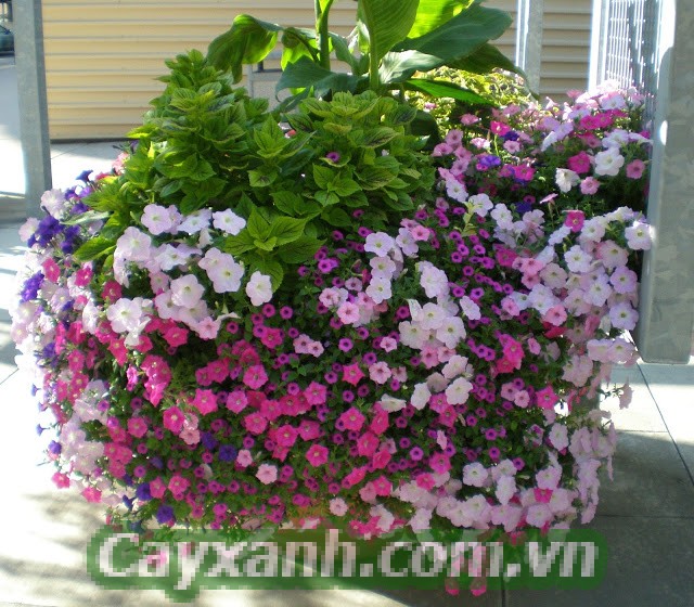 hoa-da-yen-thao-1-3-604x400 Hướng dẫn chọn mua hoa dạ yến thảo đẹp