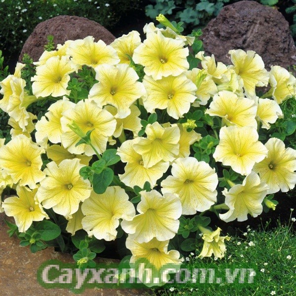 hoa-da-yen-thao-1-8-533x400 Trồng hoa dạ yến thảo theo phương pháp thuỷ canh