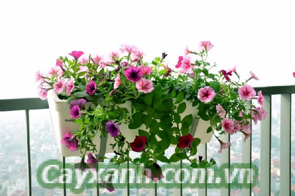 hoa-da-yen-thao-5 Lưu ý khi trồng hoa dạ yến thảo trong nhà