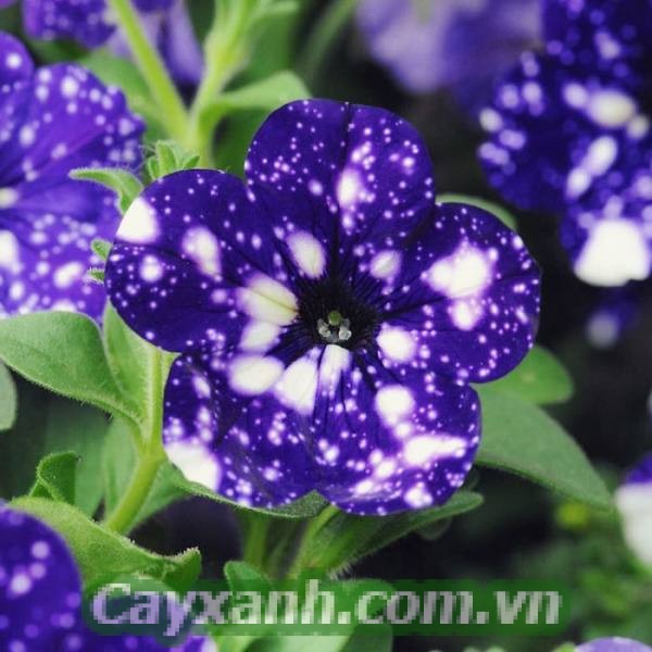 hoa-da-yen-thao-5 Lưu ý khi trồng hoa dạ yến thảo trong nhà