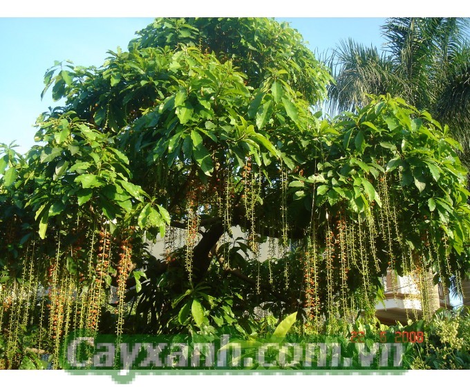 cay-bong-mat-1 4 cây bóng mát lý tưởng cho sân vườn biệt thự