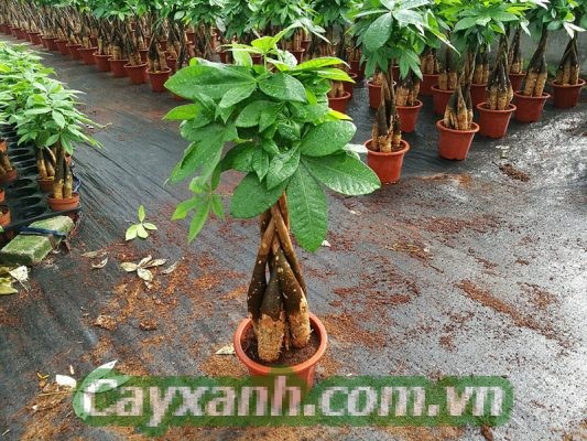 cay-kim-ngan-1 Bày cách trồng cây kim ngân hút tài lộc