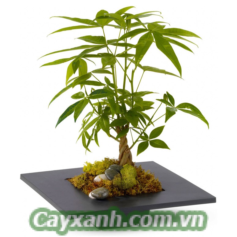 cay-kim-ngan-1 Bày cách trồng cây kim ngân hút tài lộc