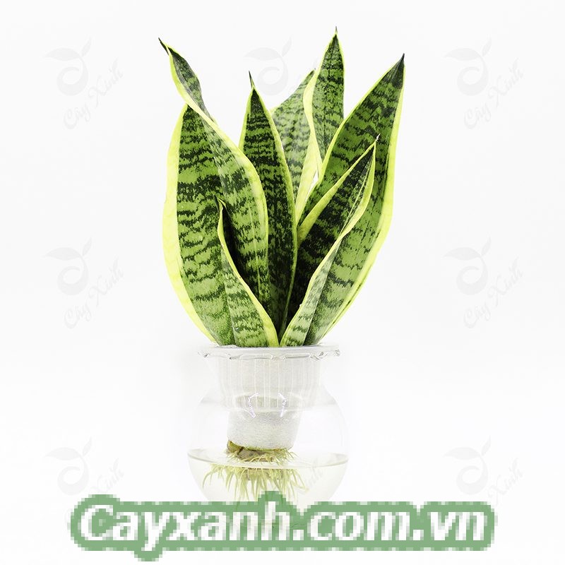 cay-luoi-ho-1 Chia sẻ kỹ thuật trồng cây lưỡi hổ thuỷ canh