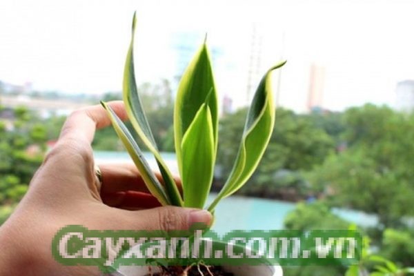 cay-luoi-ho-1 Chia sẻ kỹ thuật trồng cây lưỡi hổ thuỷ canh
