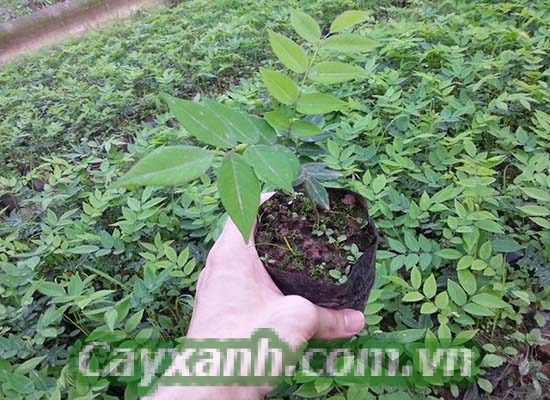 cay-sua-do-1-533x400 Kỹ thuật trồng cây sưa đỏ tiêu chuẩn khoa học