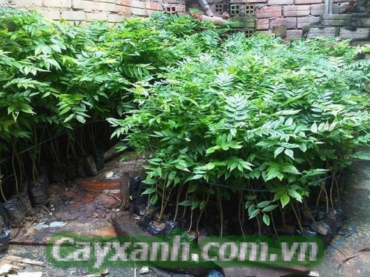 cay-sua-do-1-533x400 Kỹ thuật trồng cây sưa đỏ tiêu chuẩn khoa học