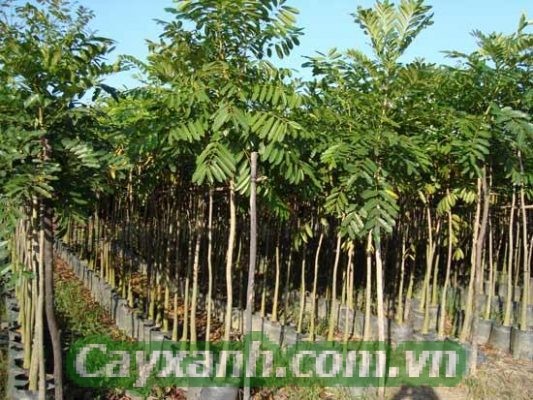 cay-xa-cu-1-1-533x400 Hướng dẫn chăm sóc cây xà cừ cho chất lượng gỗ tốt