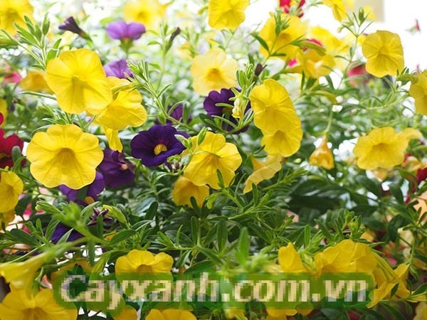 hoa-da-yen-thao-1-598x400 Bật mí cách trồng hoa dạ yến thảo bằng cành cực đơn giản