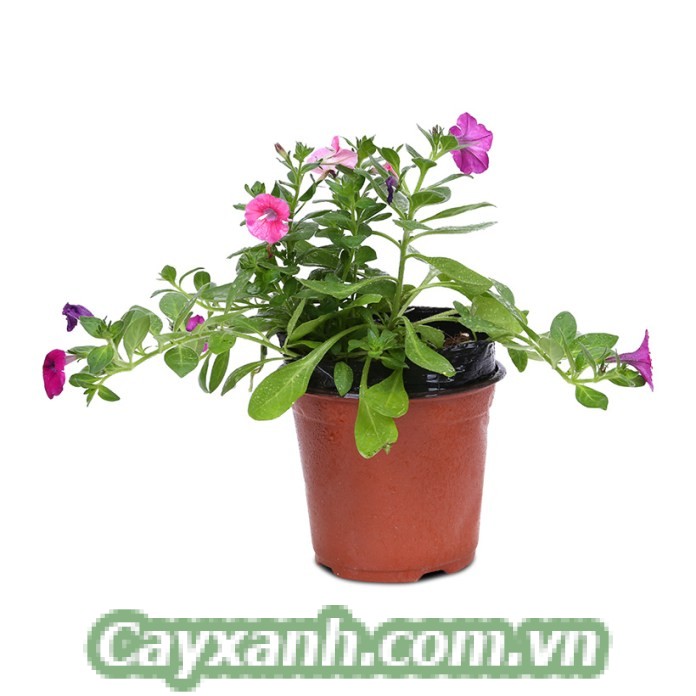 hoa-da-yen-thao-1-1 Phương pháp nhân giống hoa dạ yến thảo cực chuẩn