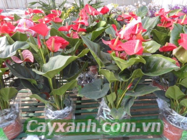 hoa-de-ban-1-533x400 Chậu hoa để bàn vừa đẹp vừa hợp phong thuỷ