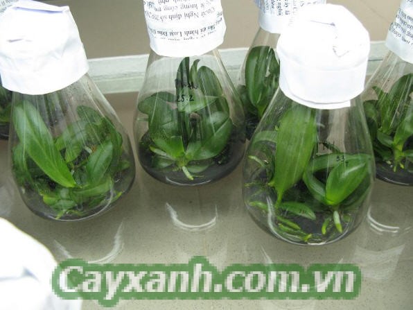 hoa-lan-ho-diep-1-1 Hướng dẫn nuôi cấy phát hoa nhân giống hoa lan hồ điệp